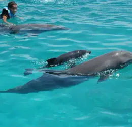 Swimming with Dolphins